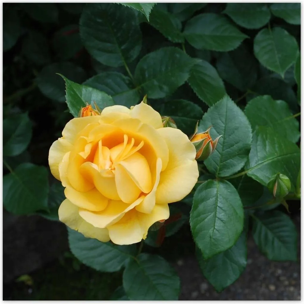 Poszterek 30x30 Sárga rózsa