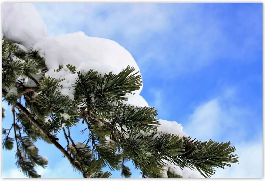 Plakátok 185x125 Havas gally