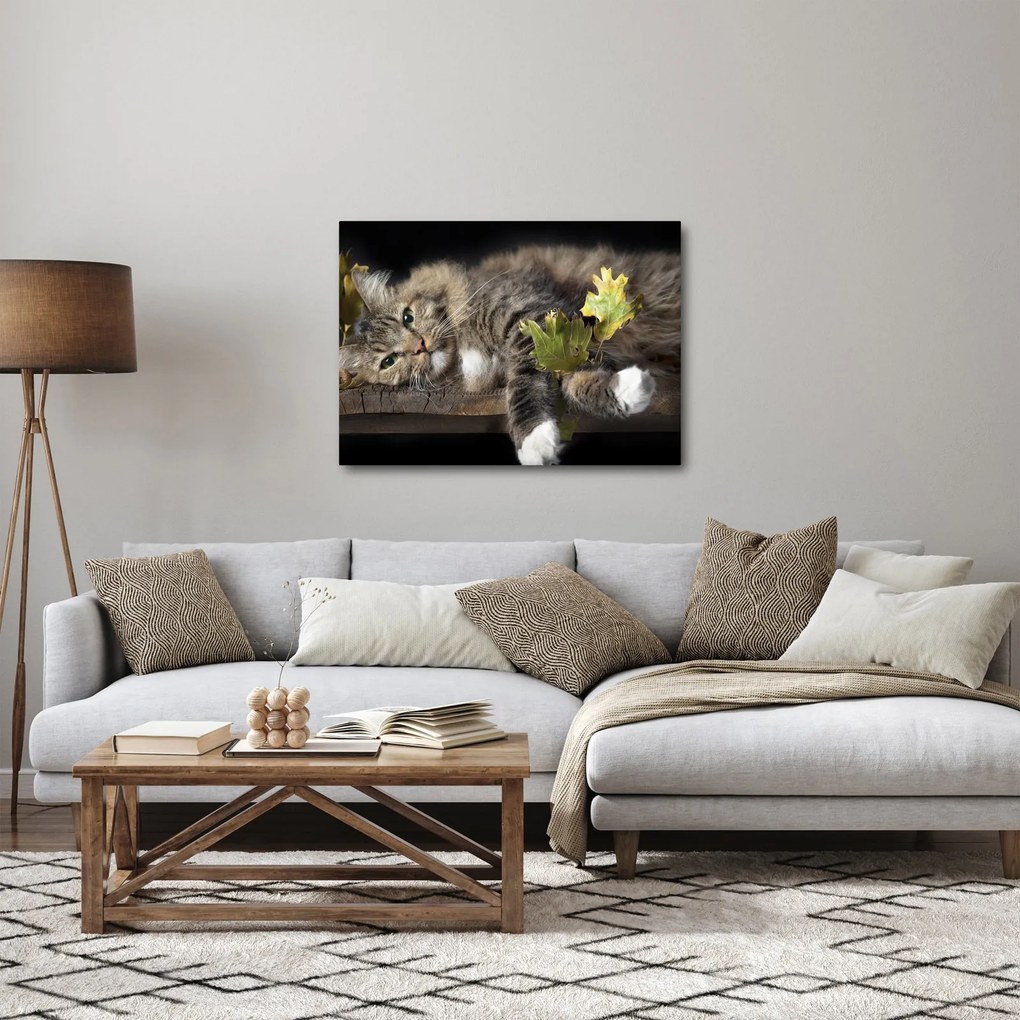Kép - Hazudós macska (70x50 cm)