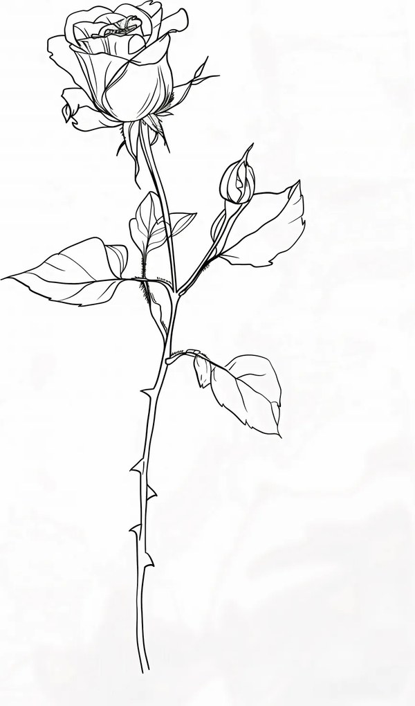 Poszter 61x90,5cm Rózsa kontúr