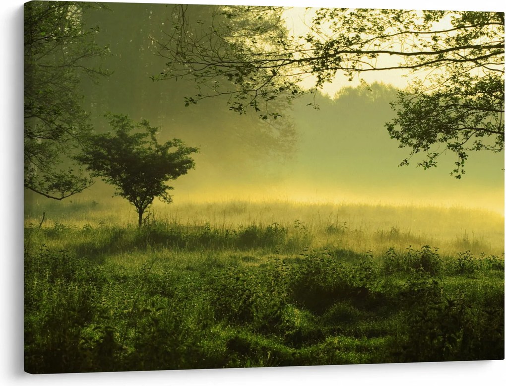 Kép - Ébredő erdő (70x50 cm)