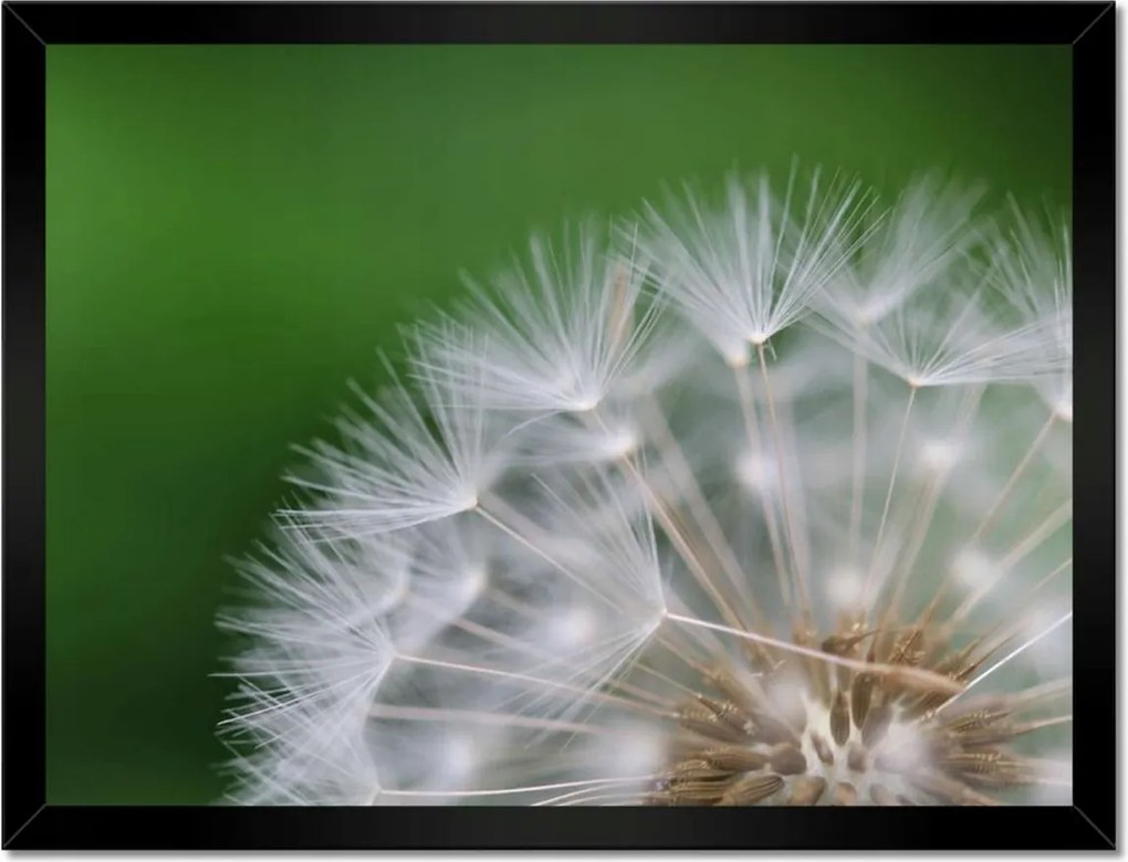 Poszterek keretben 40x30 Pitypang Virág Virágok