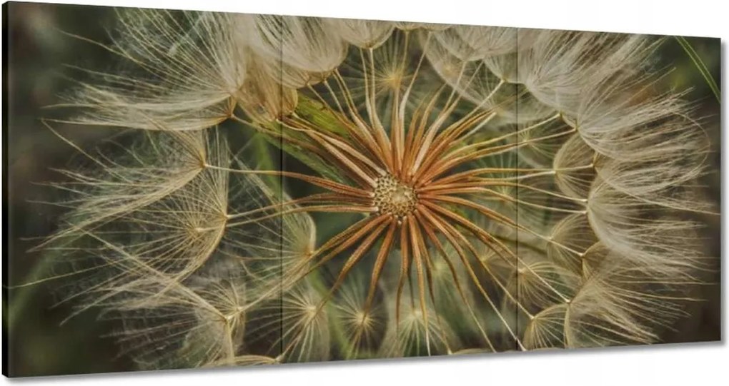 Vászonkép 120x60 Pitypang Virág Virágok