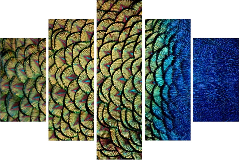Kép - Pávatollak (150x105 cm)