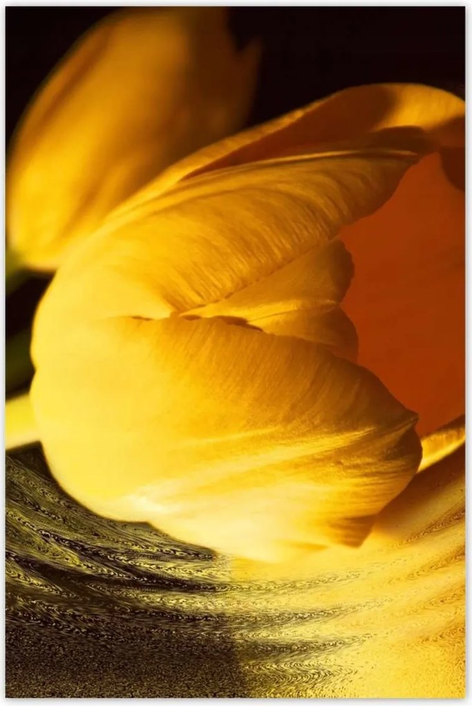 Poszter 60x90 Sárga-arany tulipán