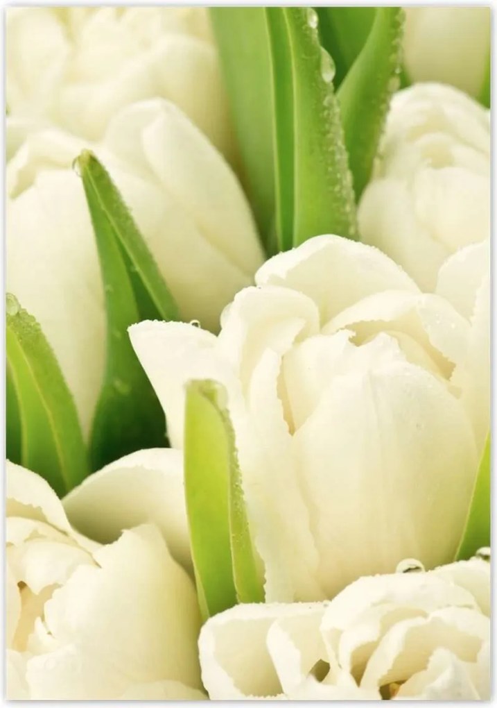 Poszterek 70x100 Finom tulipánok