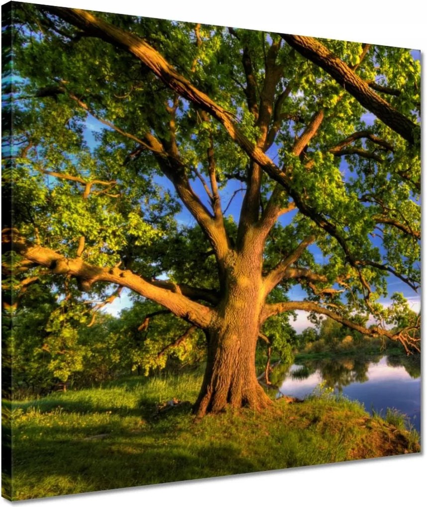 Vászonkép 40x40 Tölgy a croissant-ban Nyugat