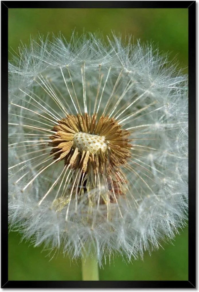 Poszterek keretben 40x60 Pitypang Virág Virágok