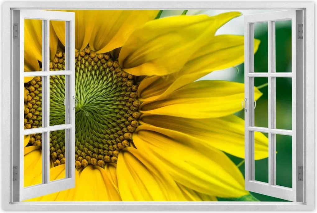 Poszter 60x40 Napraforgó Virág