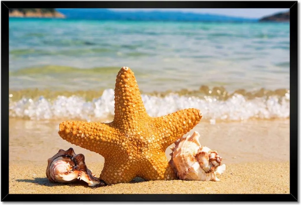 Poszterek keretben 60x40 Tengeri csillag és kagylók