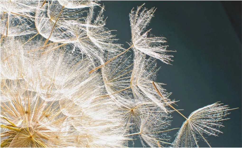 Fotótapéta Fali tapéta Hálószoba Nappali Pitypang könnyedség 416x254