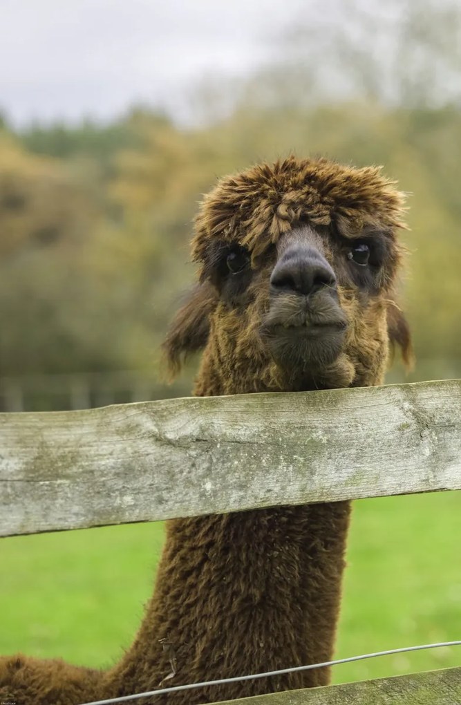 Poszter 53x81cm Közelkép az Alpokról, Assaf Frank