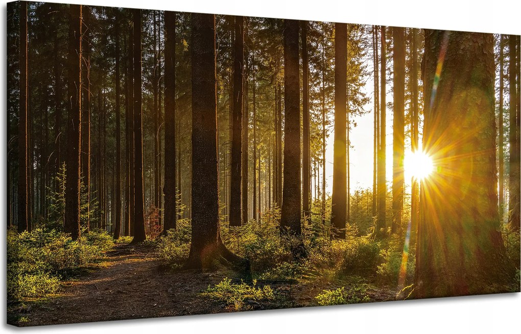 Vászonkép Naplemente Erdő Fák Természet 120x60 cm