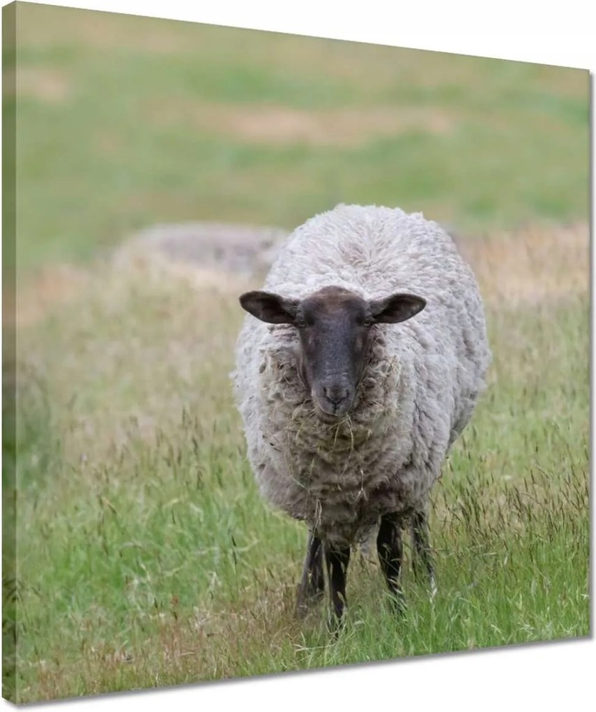 Vászonkép 40x40 Juh legeltetés Bárányok Juhok