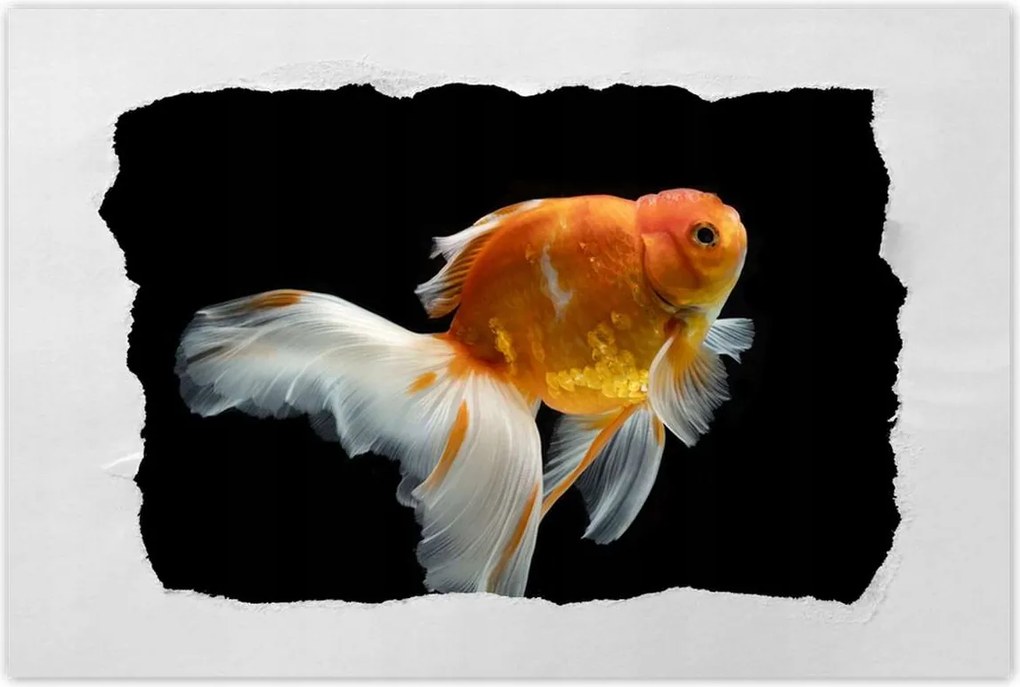 Poszter 60x40 Gyönyörű aranyhal fátyol