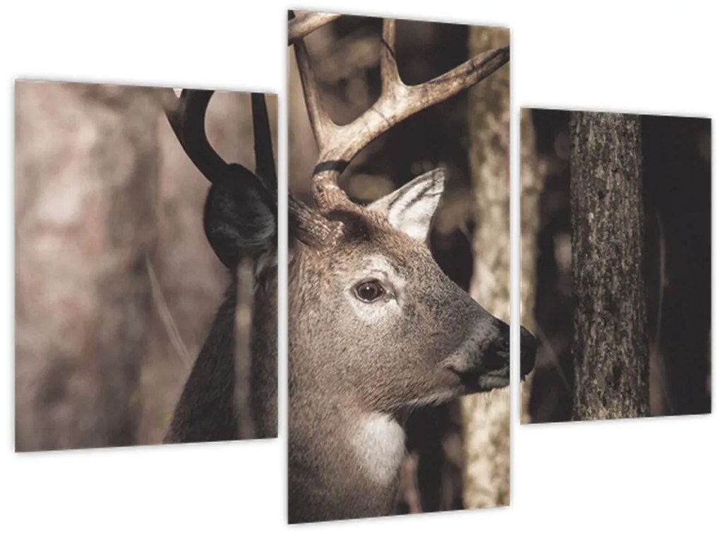 Kép - Szarvas az erdőben (90x60 cm)