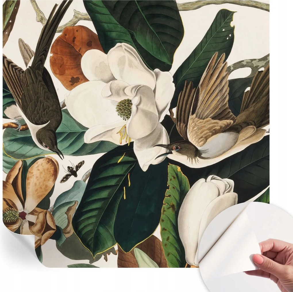 Modern öntapadós fotótapéta Mosható Madarak magnólia 250x250 cm