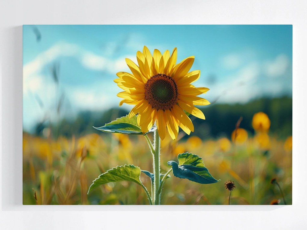 Vászonkép Canvas Napraforgó Virág Mező Rét Természet 60x40