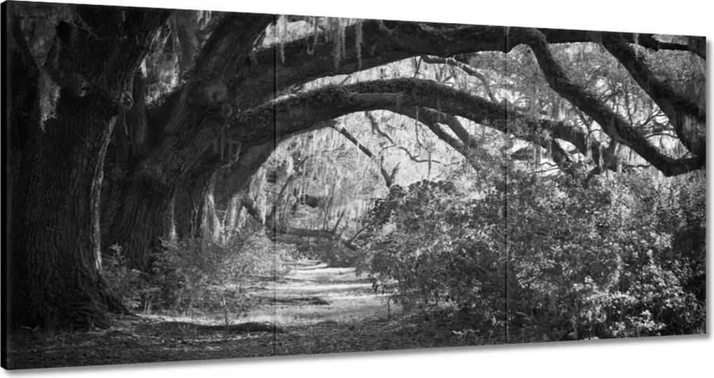 Vászonkép 120x60 Tölgyek a parkban