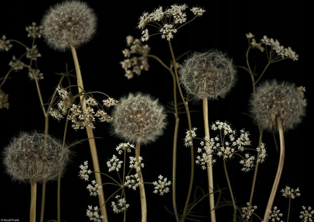 Poszter 29,7x21cm Réti virágok, Assaf Frank