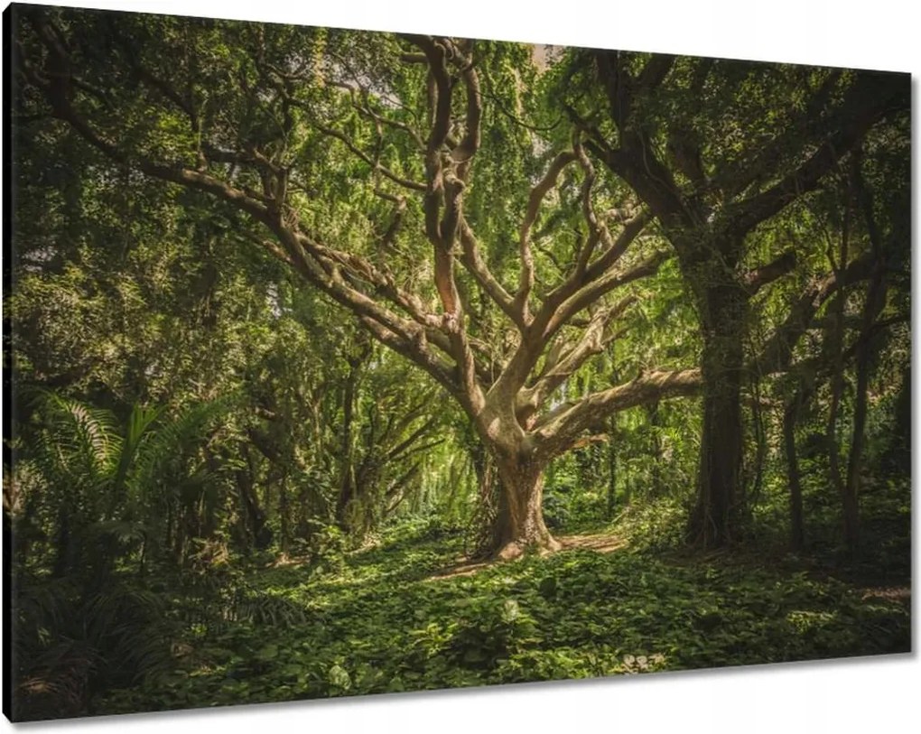 Vászonkép 100x70 Fa a parkban