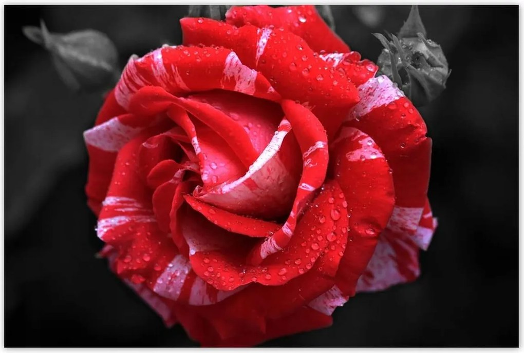 Poszterek 120x80 Fehér-piros rózsa