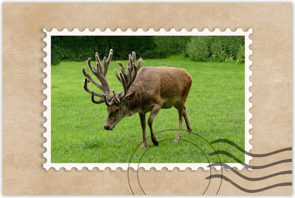 Poszter 60x40 Szarvas felszarvazott