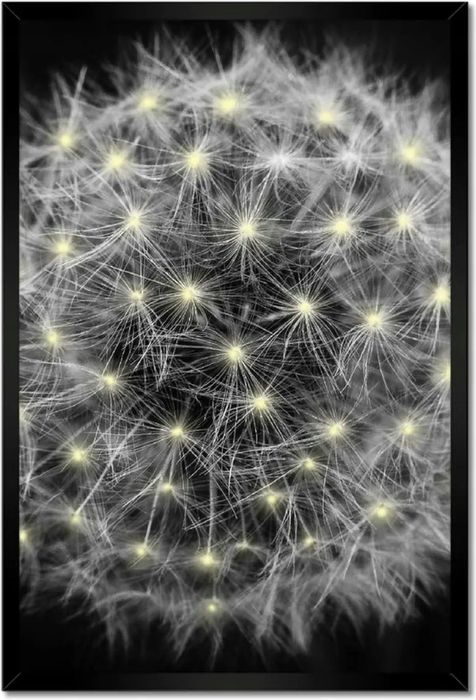 Poszterek keretben 40x60 Pitypang Virág Virágok