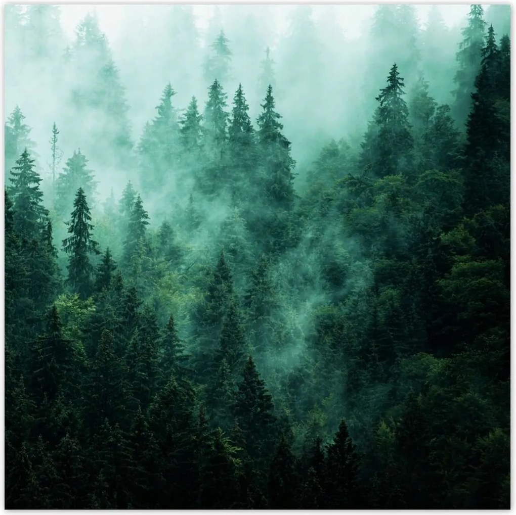 Poszterek 140x140 Erdő Köd Tájkép Utazás