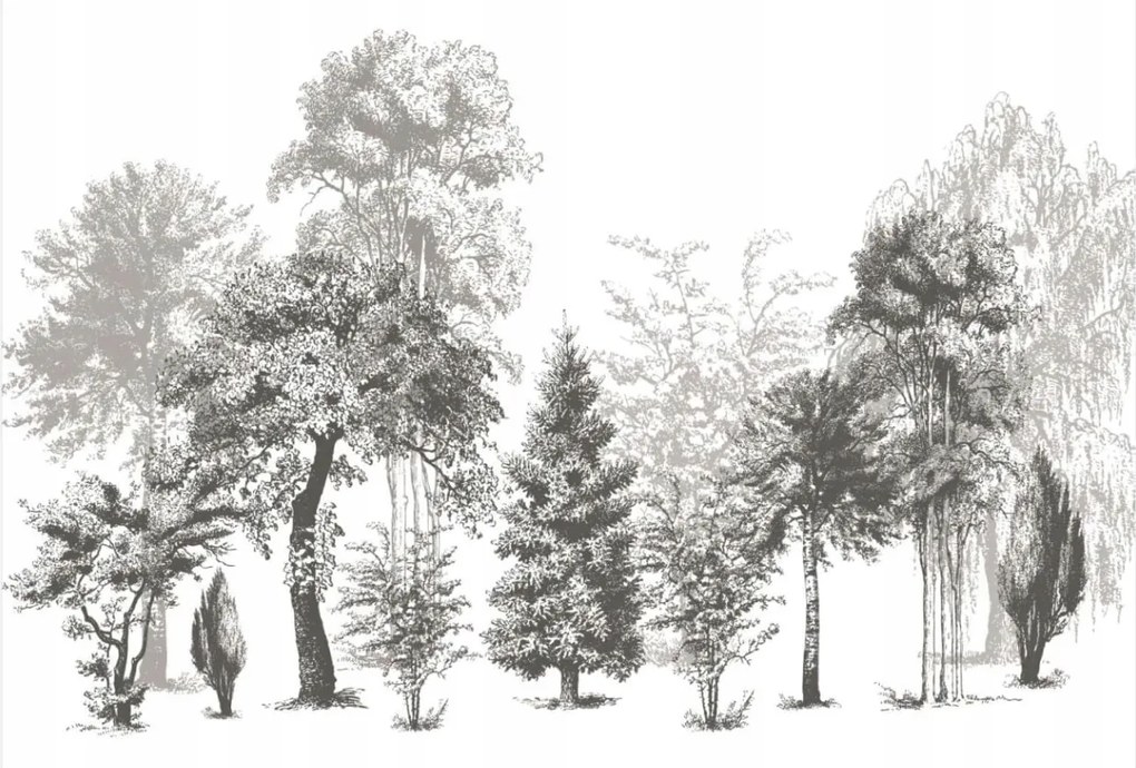 Mwssegge nem szőtt tapéta erdő fák fekete-fehér 300x210 cm