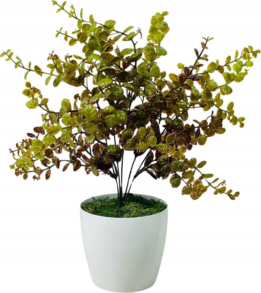 Puszpáng Cserepes Virág Mesterséges Virágok Az Irodába Cserepes Virágok Sláger