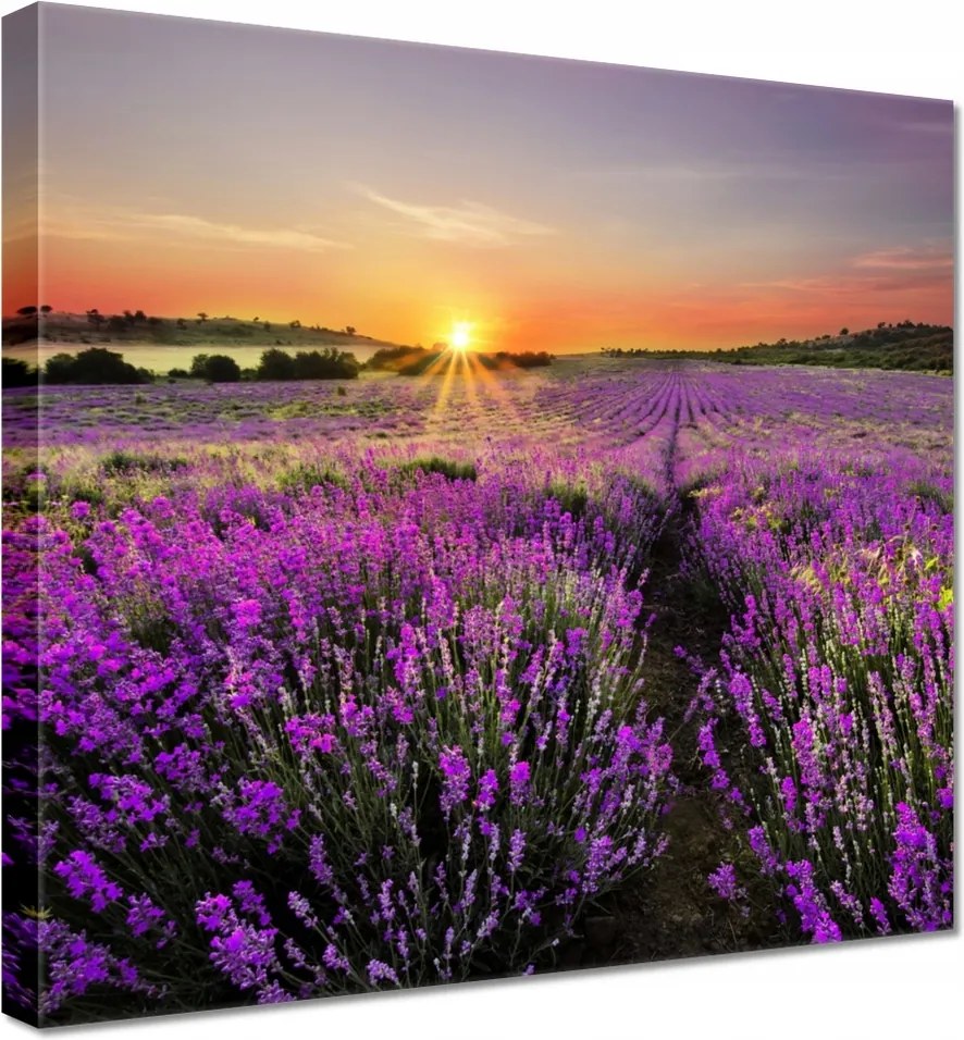 Vászonkép 20x20 Levendulamező Nyugat