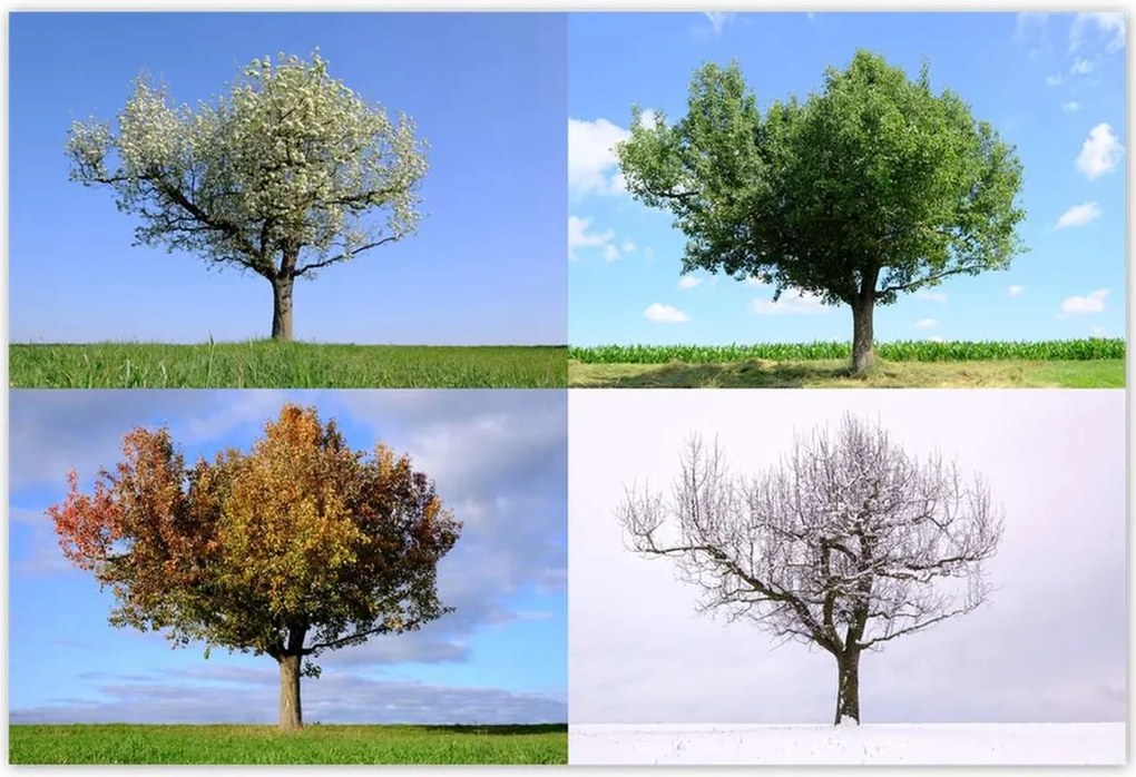 Poszterek 155x105 Négy évszak Fa