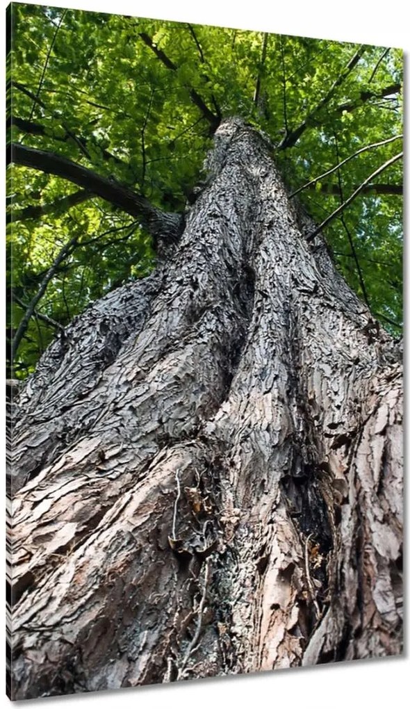 Vászonkép 80x120 Fa Kilátás