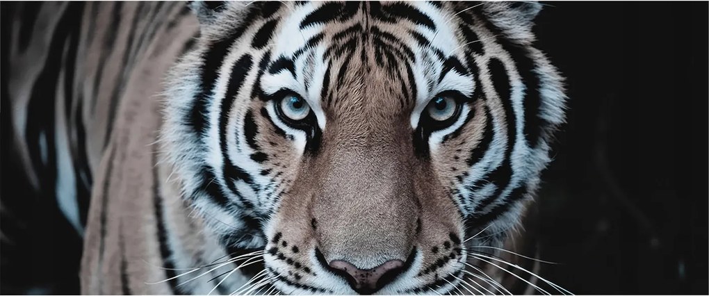 Divatos Flizelin tapéta 3D fali ragasztóval Tigris portré 250x104 Ragasztó