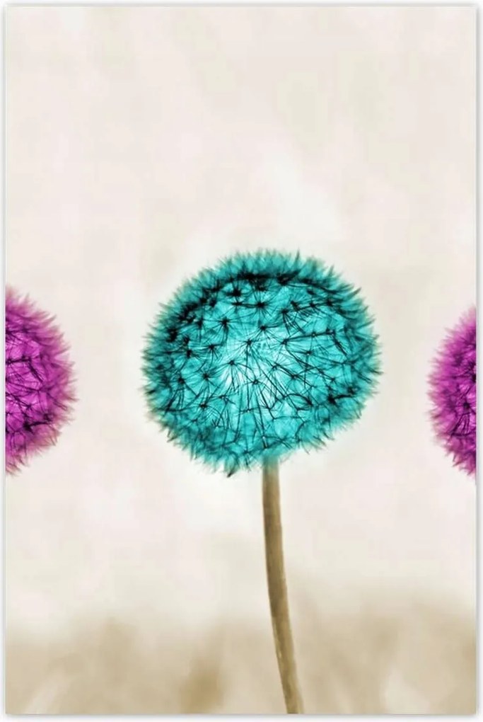 Poszterek 80x120 Pitypangok papírsárkányok