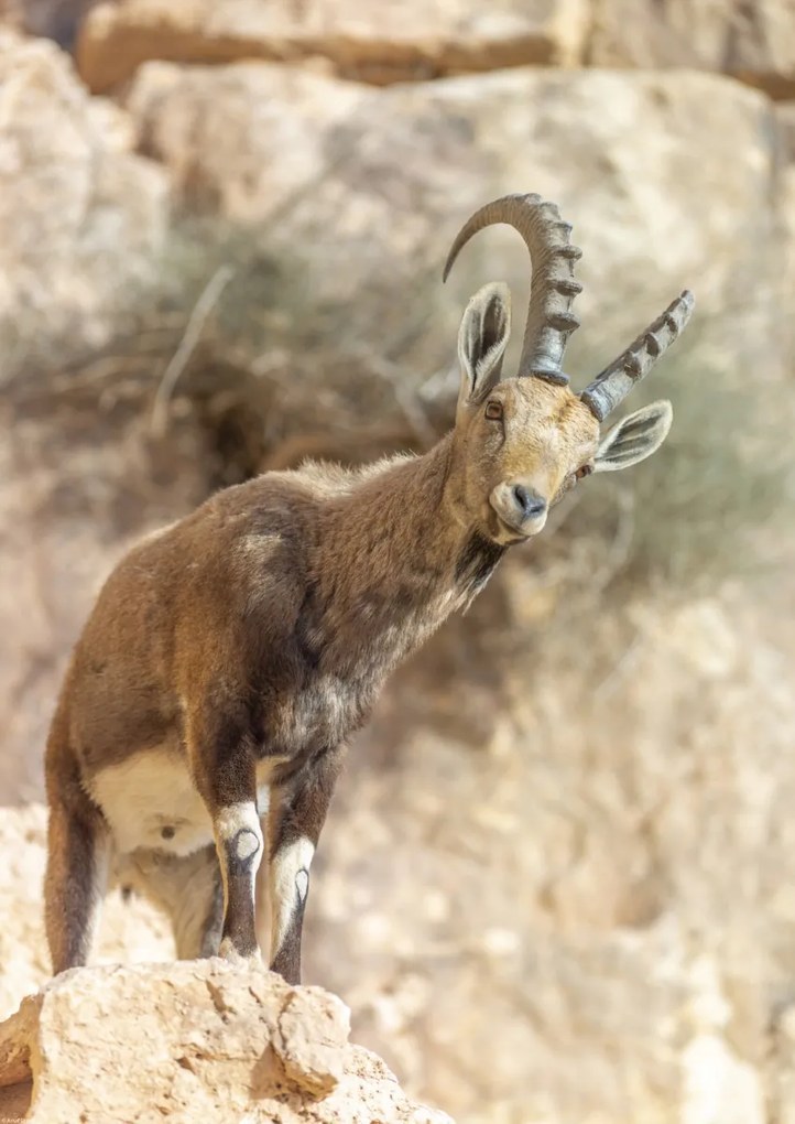 Poszter 42x59,4cm Ibex Nubiana, Assaf Frank