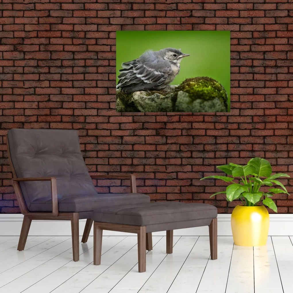 Kép - Légykapó (üvegen) (70x50 cm)