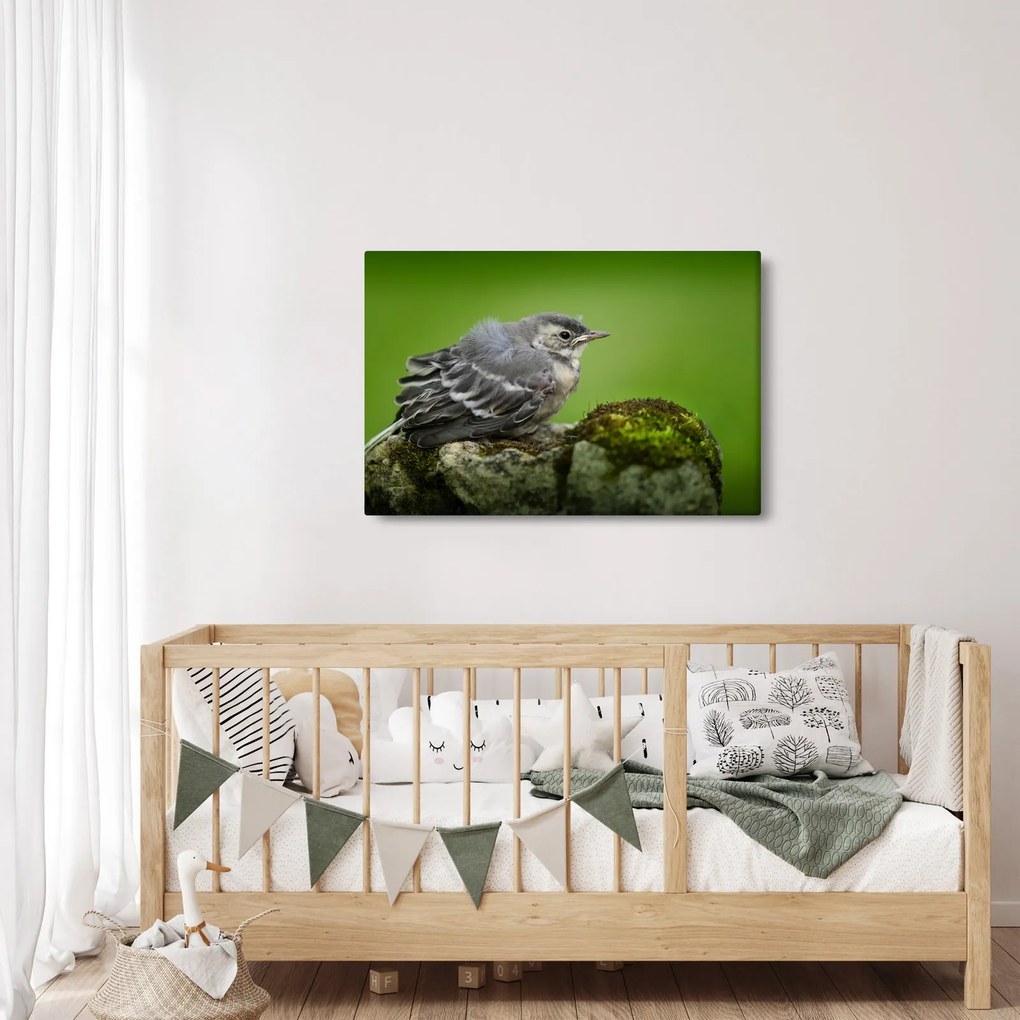 Kép - Légykapó (90x60 cm)