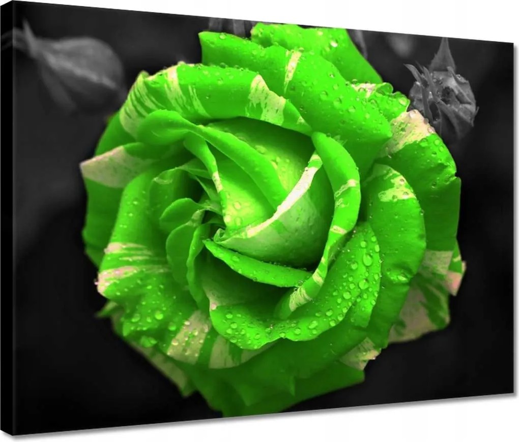 Vászonkép 40x30 Lime rózsa