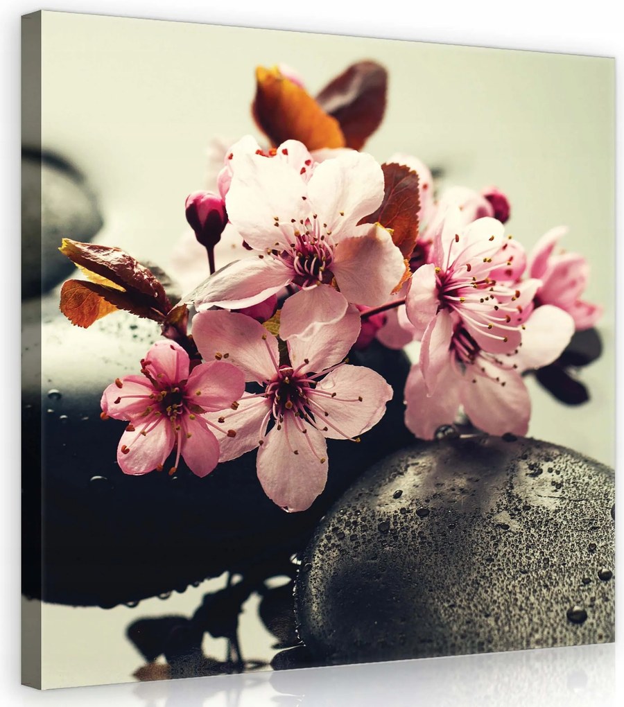 Vászonkép 80x80 Cseresznyevirágok spa kövek vízcseppek nyugalom harmónia
