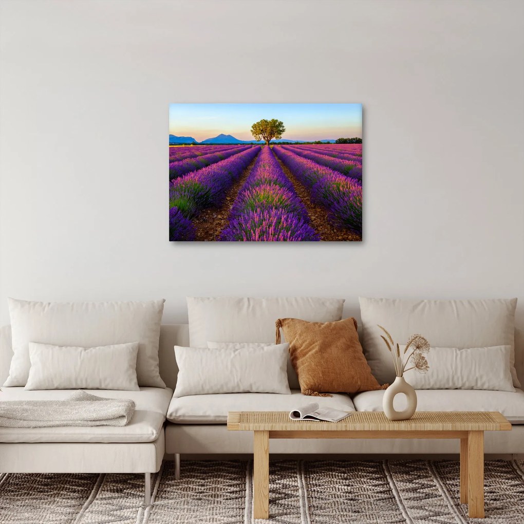 Kép - Levendula mező (70x50 cm)