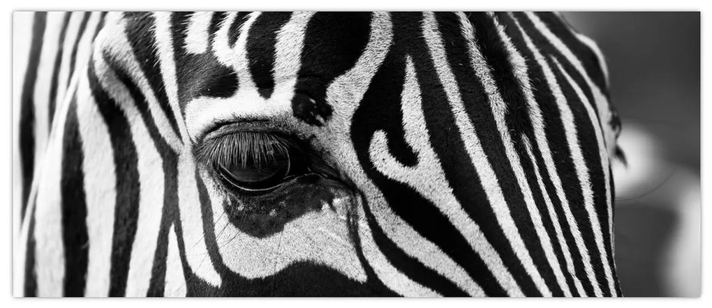 Zebra képe (120x50 cm)