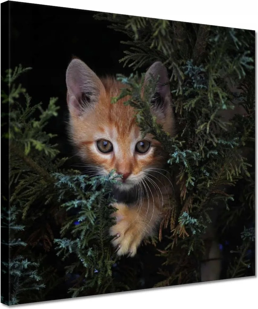 Vászonkép 30x30 Cica