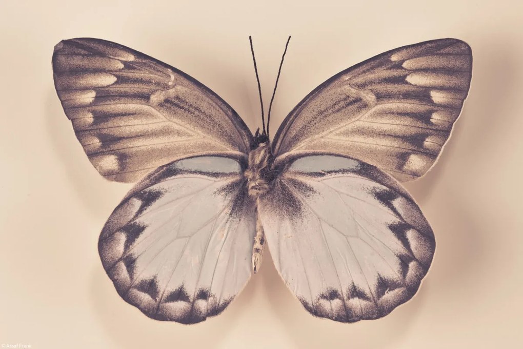 Poszter 30x20cm Pillangó, Assaf Frank