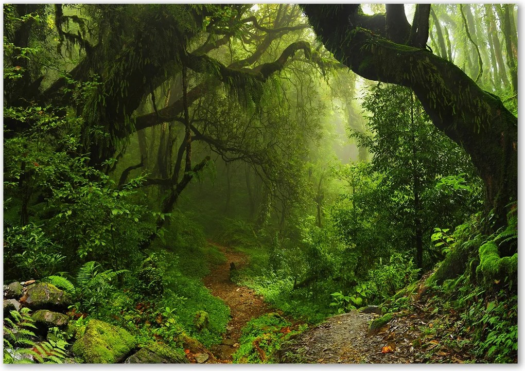 Üveg falpanel Dzsungel Nepálban Ragasztó Ingyenes