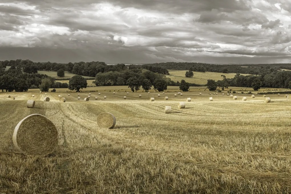 Poszter 91,5x61cm Szénakazalok a mezőkön 3, Assaf Frank