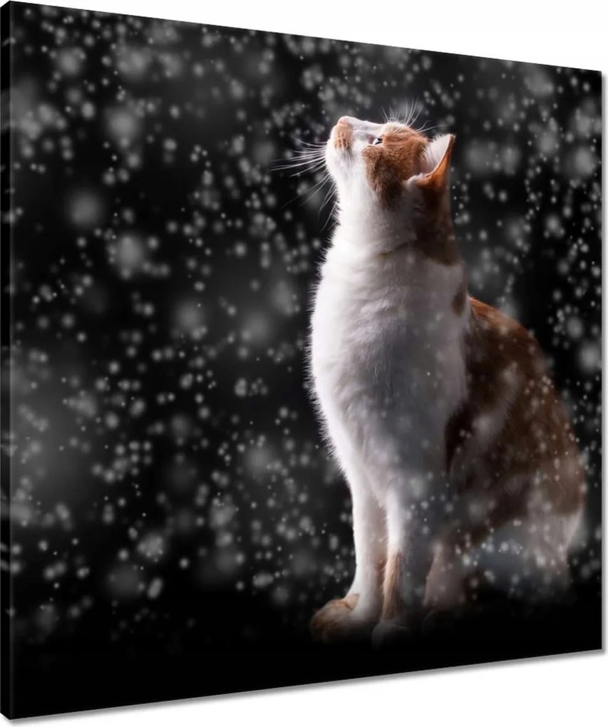 Vászonkép 60x60 Cica Cicák