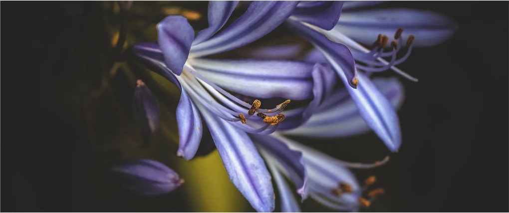 Kép - Lila (120x50 cm)
