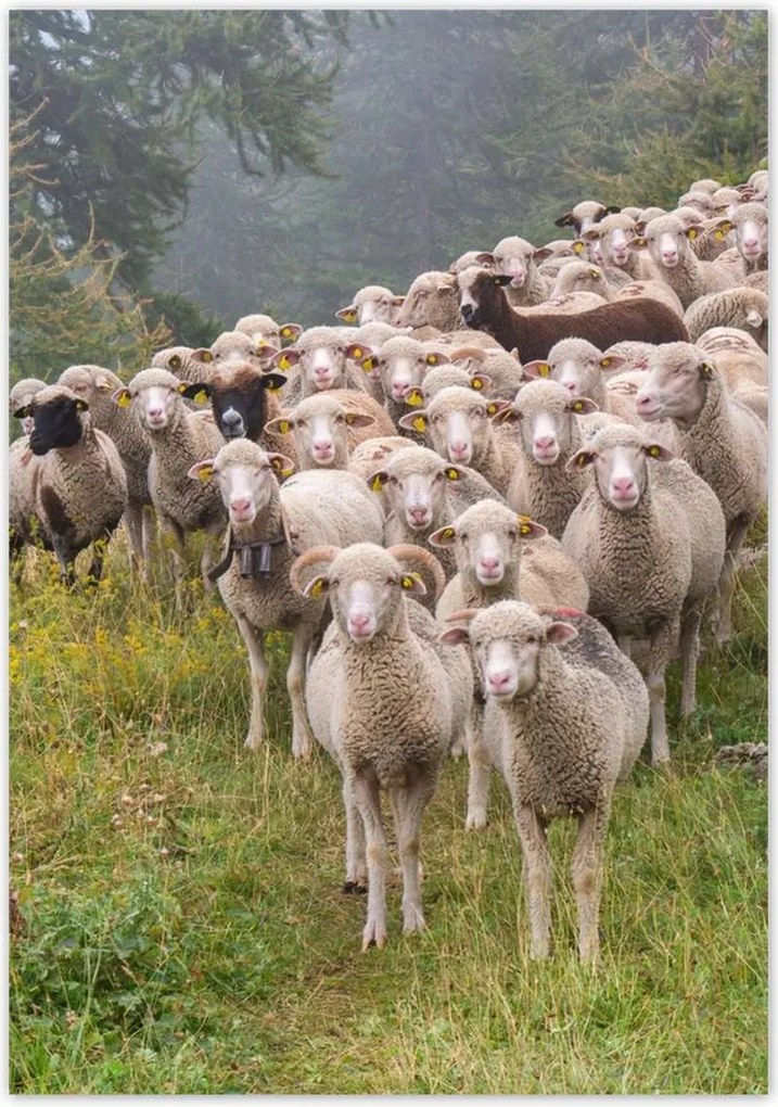 Poszterek 70x100 Juh legeltetés Bárányok Juhok